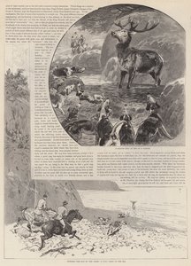 La chasse au cerf rouge sauvage sur Exmoor